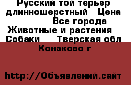 Русский той-терьер длинношерстный › Цена ­ 7 000 - Все города Животные и растения » Собаки   . Тверская обл.,Конаково г.